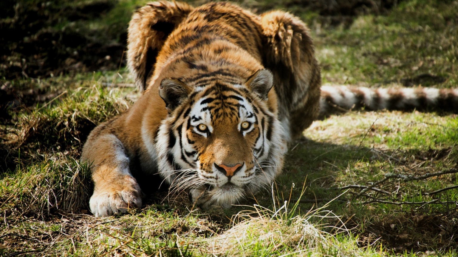 Tiger Ready to Attack for 1536 x 864 HDTV resolution