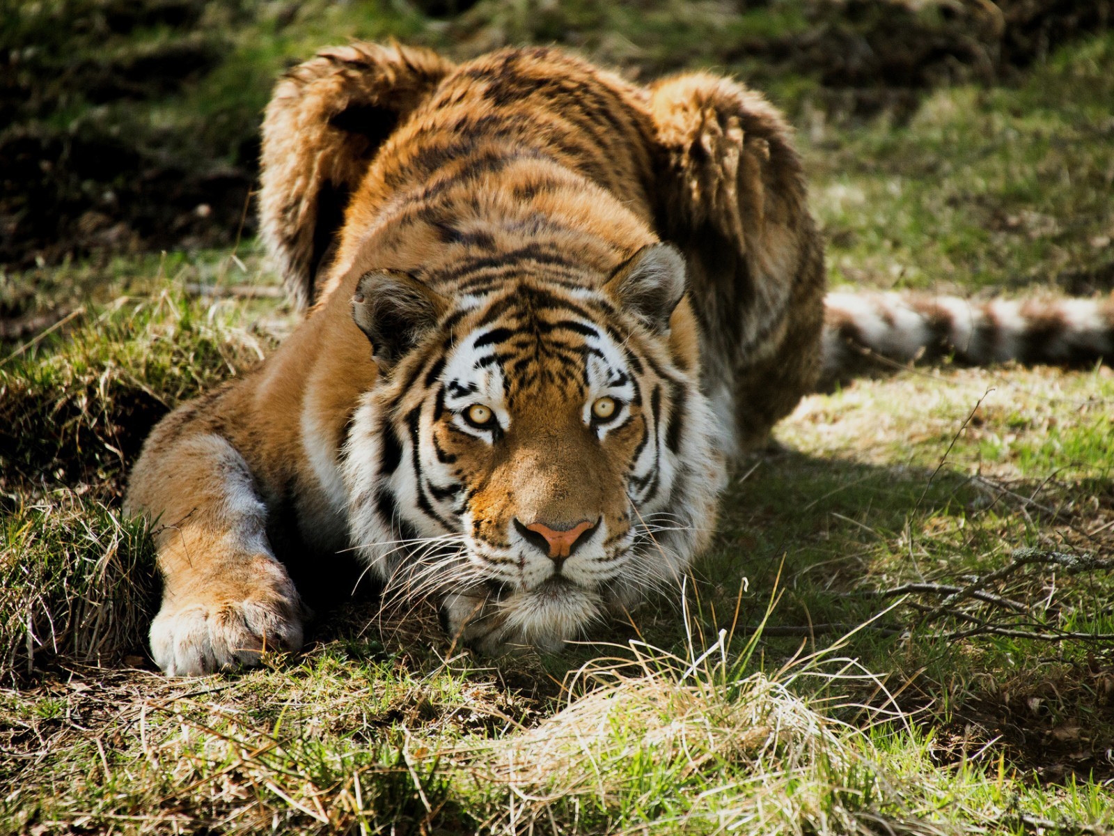 Tiger Ready to Attack for 1600 x 1200 resolution