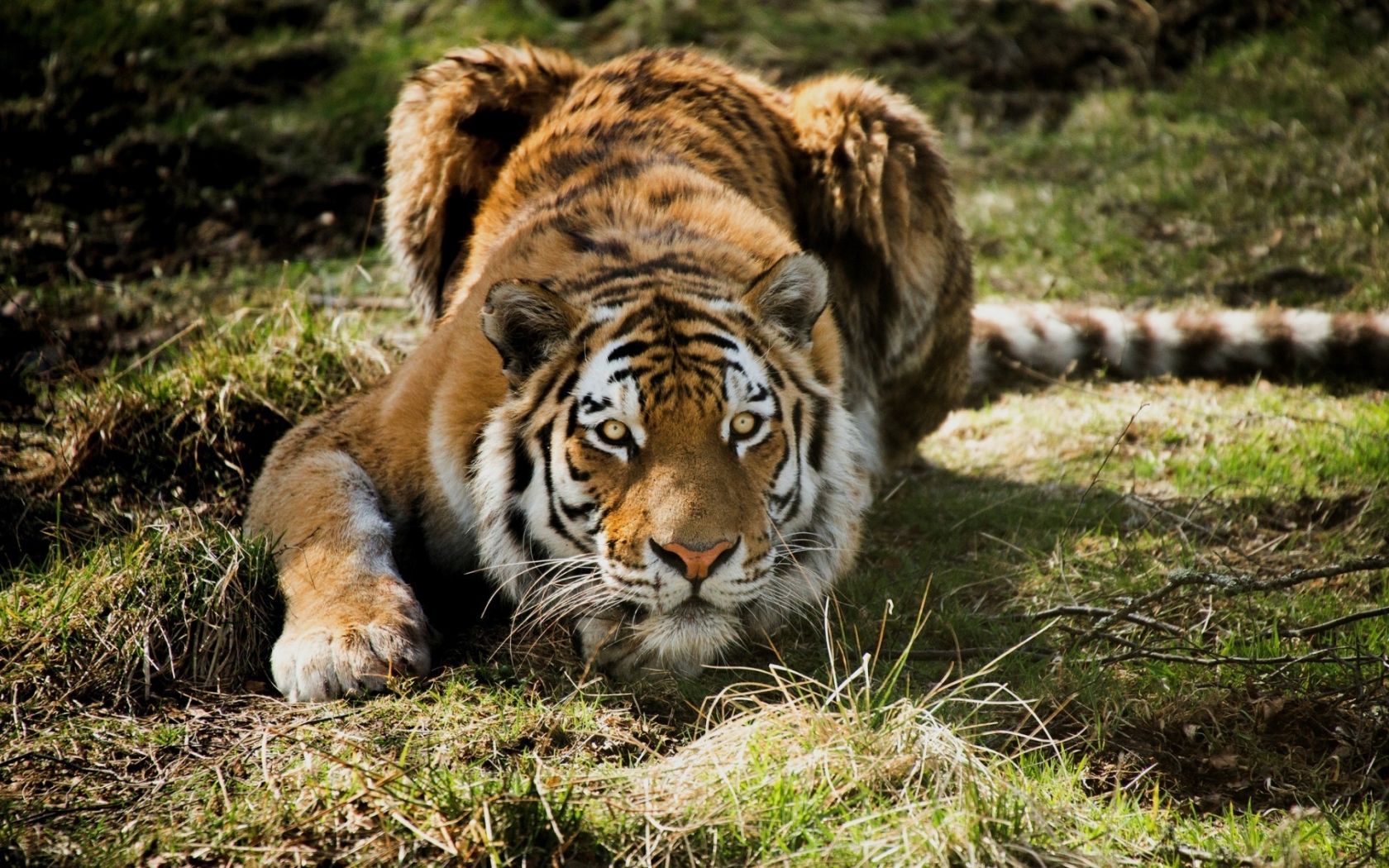 Tiger Ready to Attack for 1680 x 1050 widescreen resolution