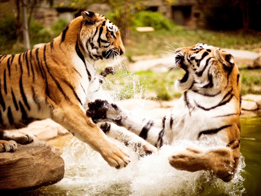 Tigers Fight for 1024 x 768 resolution