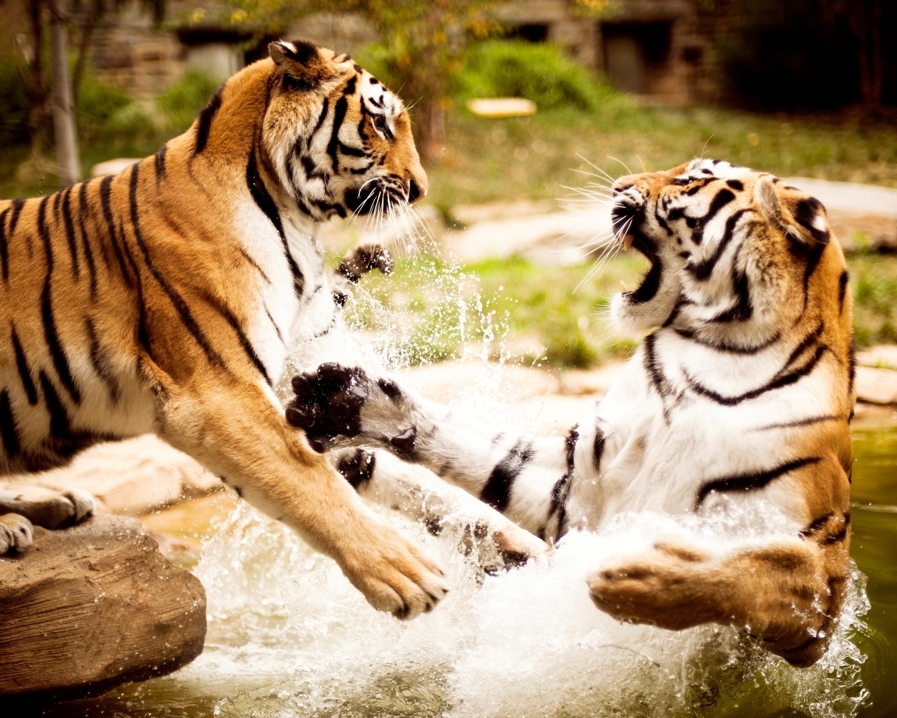 Tigers Fight for 1280 x 1024 resolution
