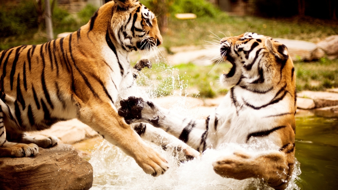 Tigers Fight for 1280 x 720 HDTV 720p resolution