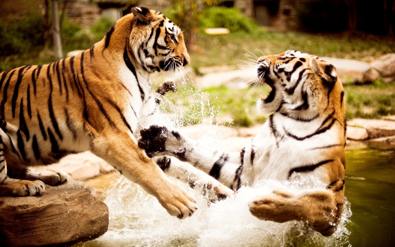 Tigers Fight for 1280 x 800 widescreen resolution