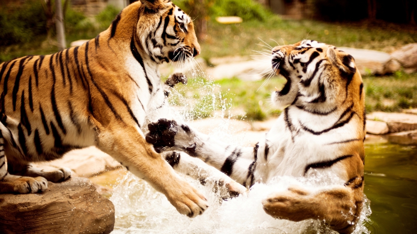 Tigers Fight for 1366 x 768 HDTV resolution