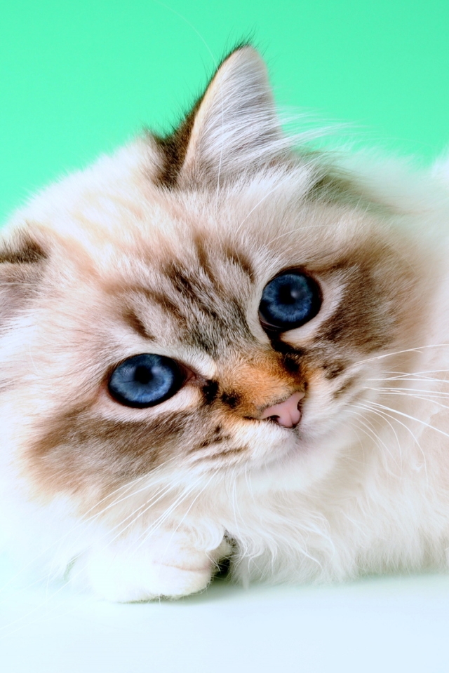 Tiny Birman Cat for 640 x 960 iPhone 4 resolution