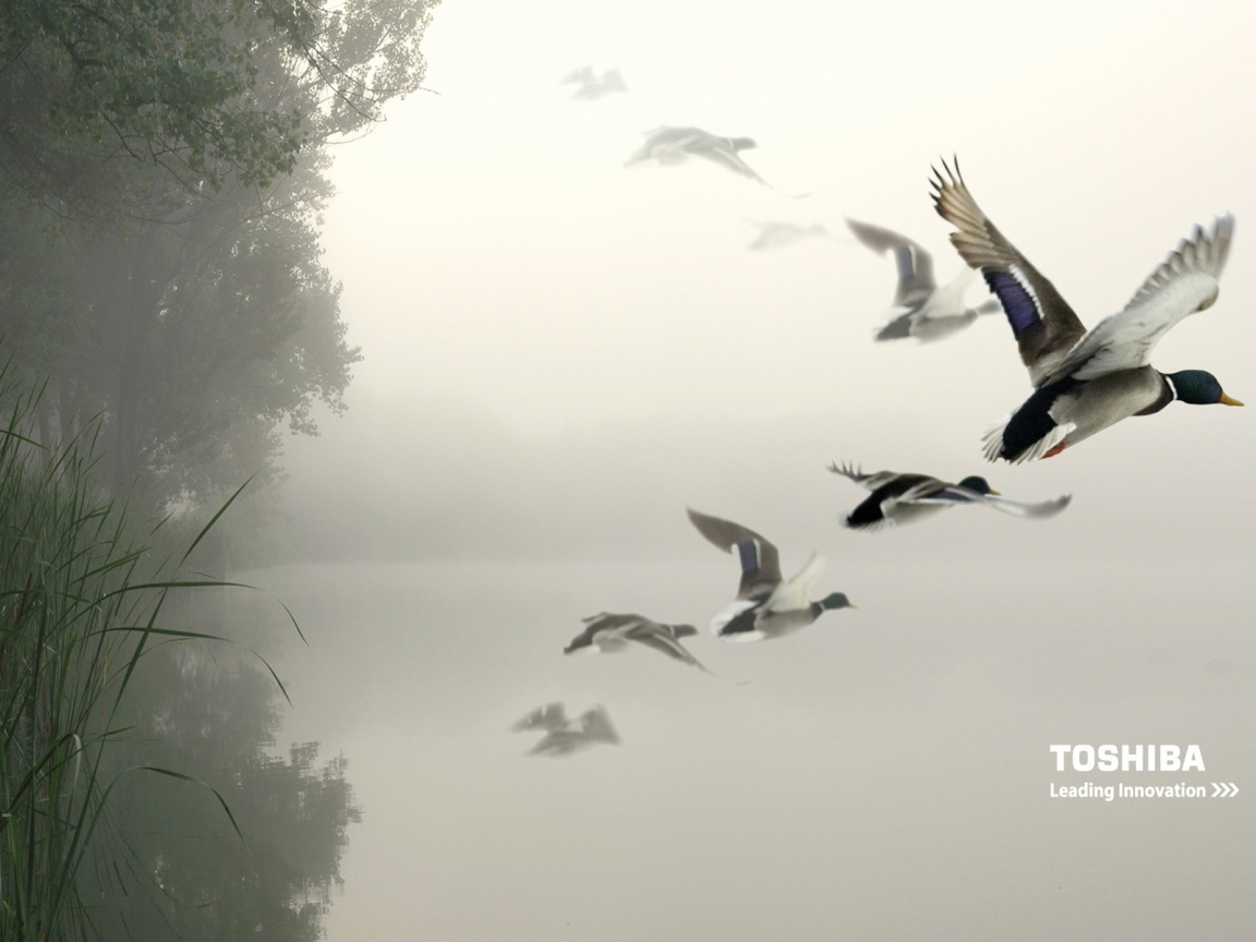 Toshiba birds in the air for 1152 x 864 resolution