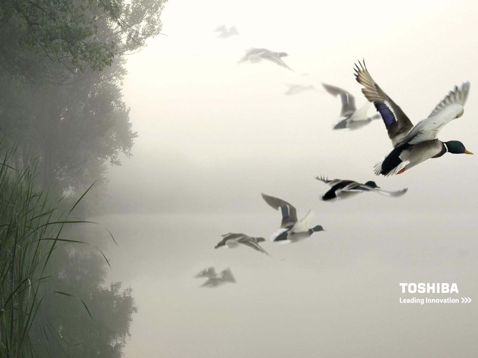 Toshiba birds in the air for 1600 x 1200 resolution