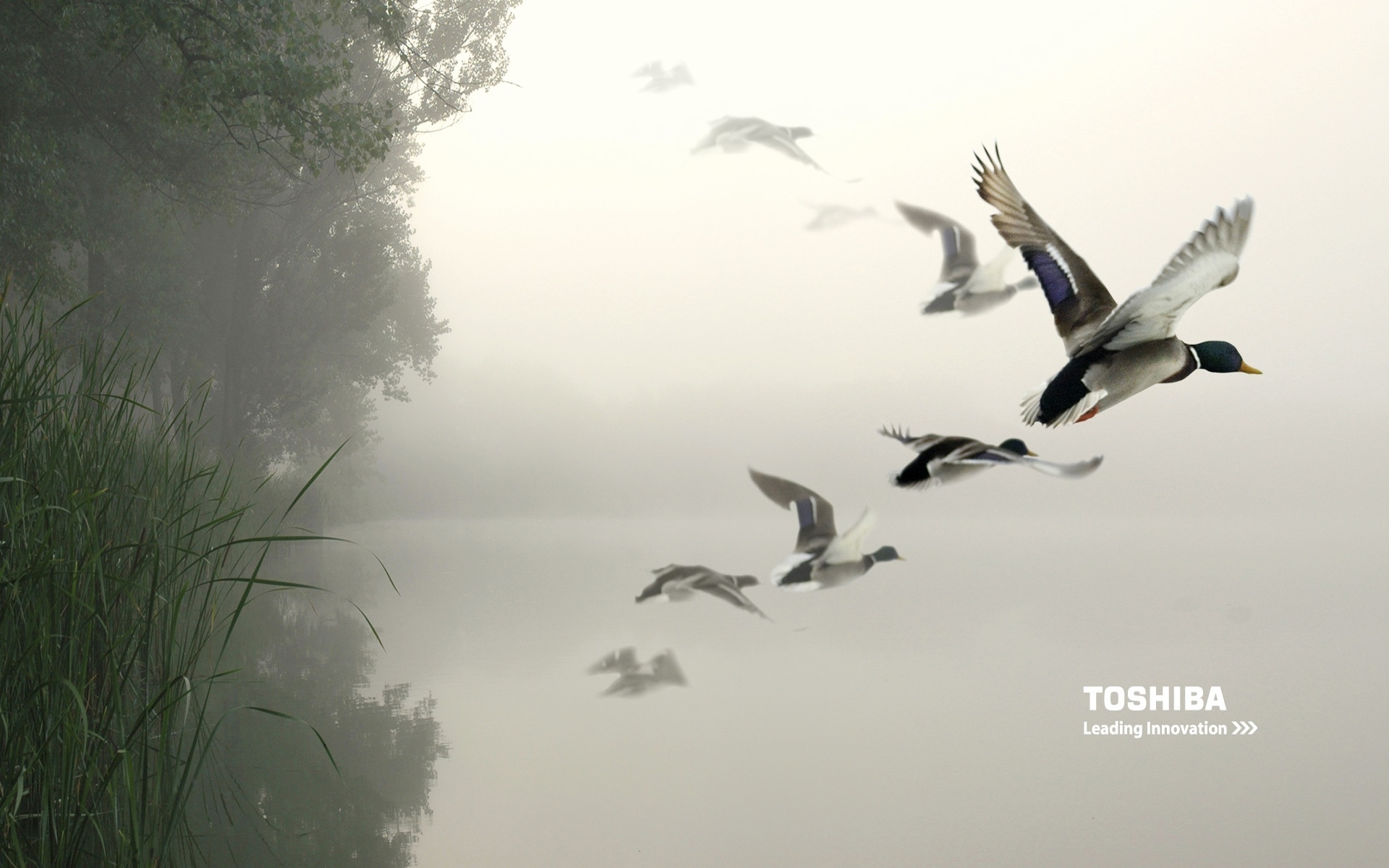 Toshiba birds in the air for 1920 x 1200 widescreen resolution