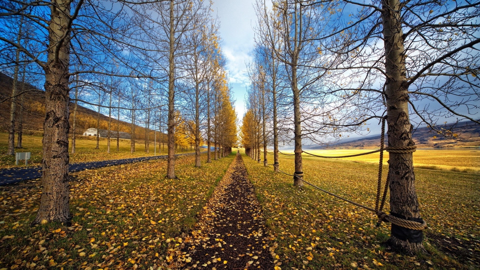 Tree Path Landscape for 1536 x 864 HDTV resolution