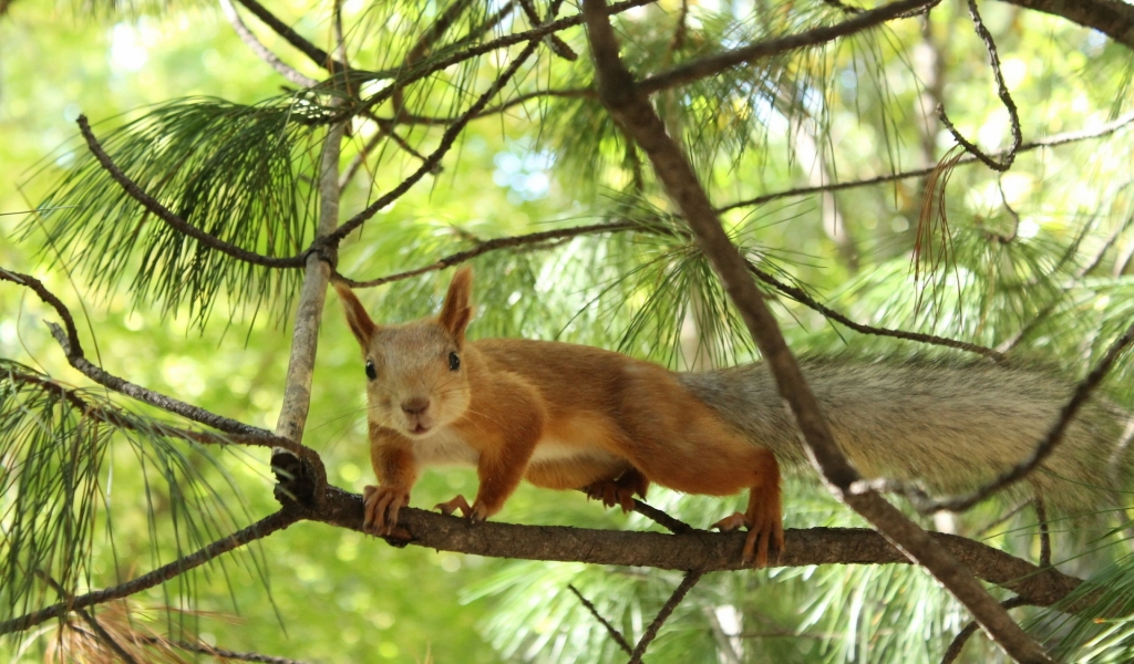 Tree squirrel for 1024 x 600 widescreen resolution