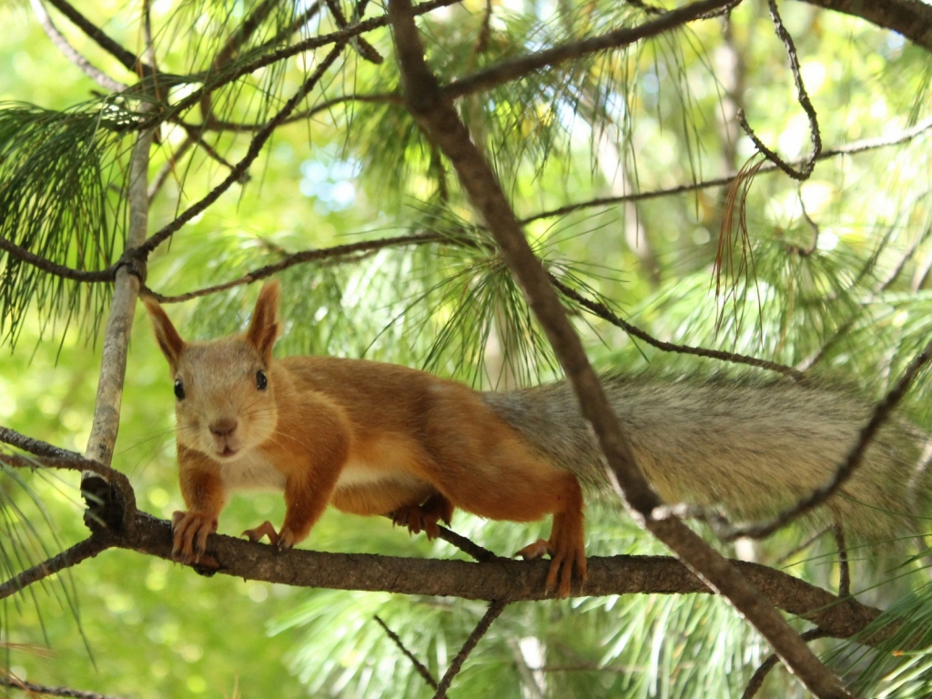 Tree squirrel for 1024 x 768 resolution