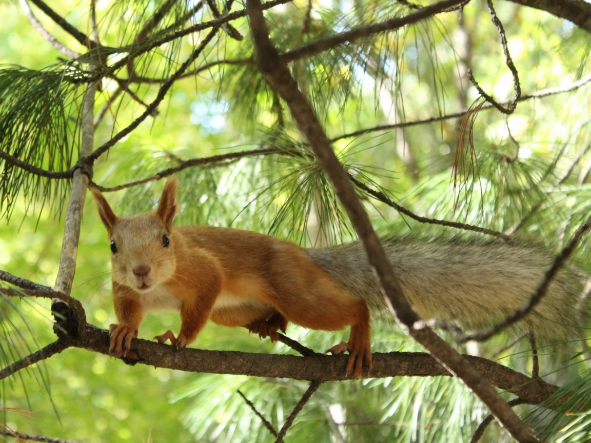 Tree squirrel for 1152 x 864 resolution