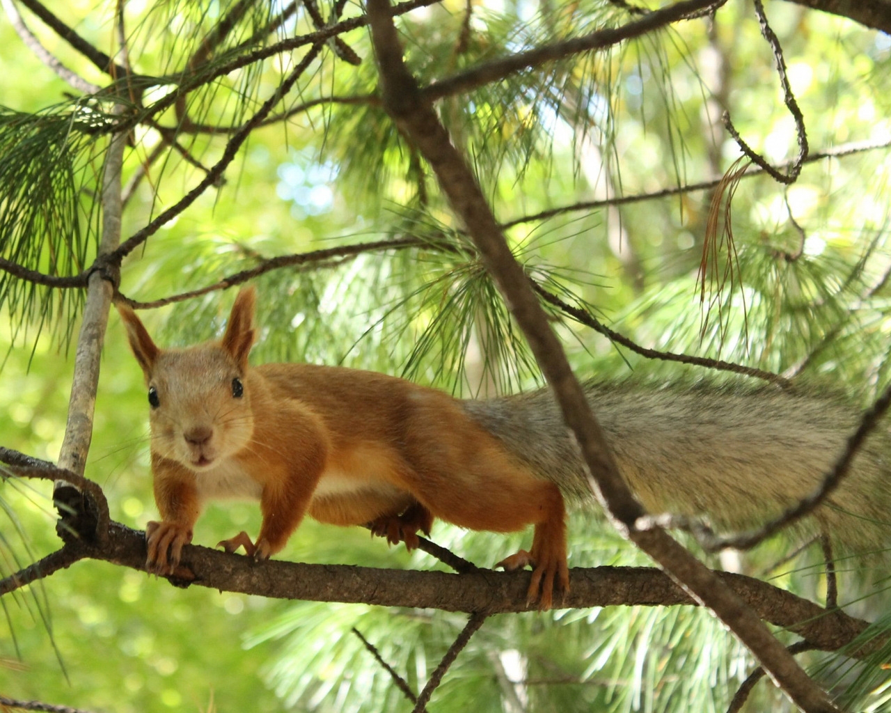 Tree squirrel for 1280 x 1024 resolution