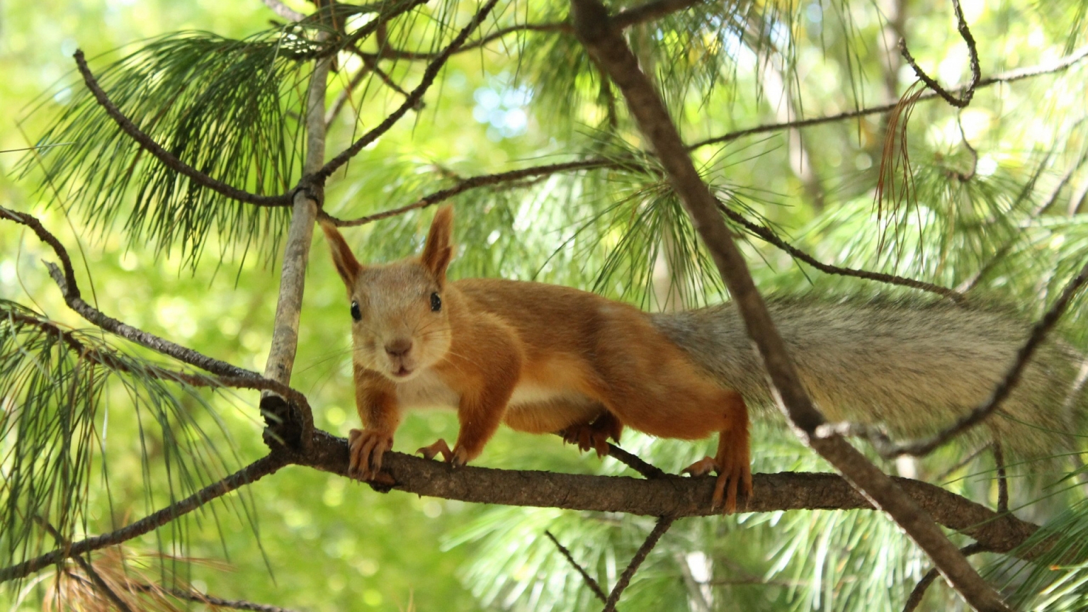 Tree squirrel for 1536 x 864 HDTV resolution