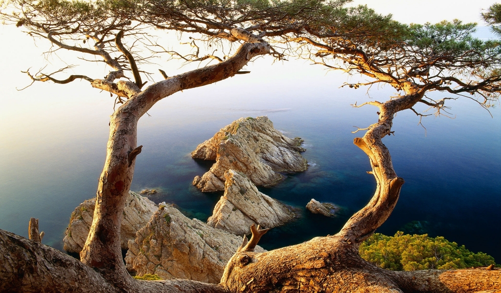 Trees near to cliffs ocean for 1024 x 600 widescreen resolution