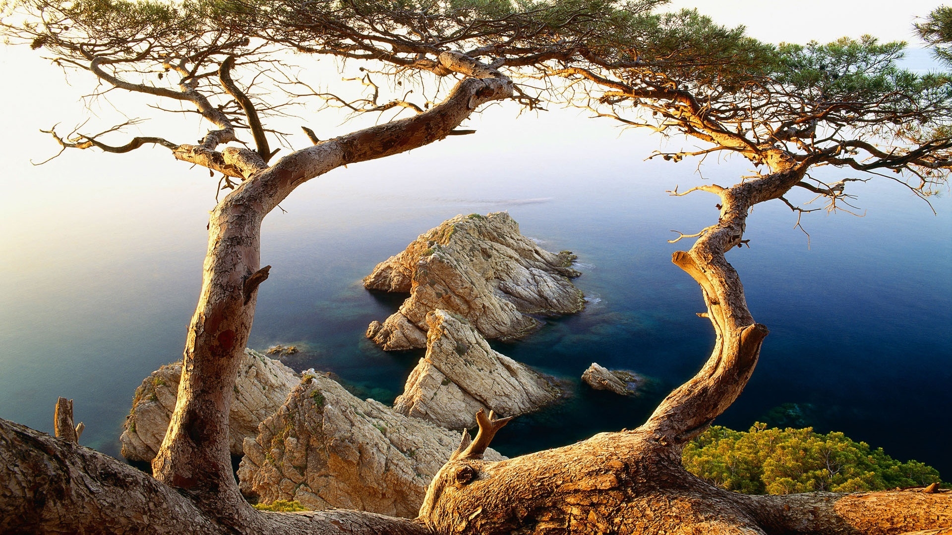 Trees near to cliffs ocean for 1920 x 1080 HDTV 1080p resolution