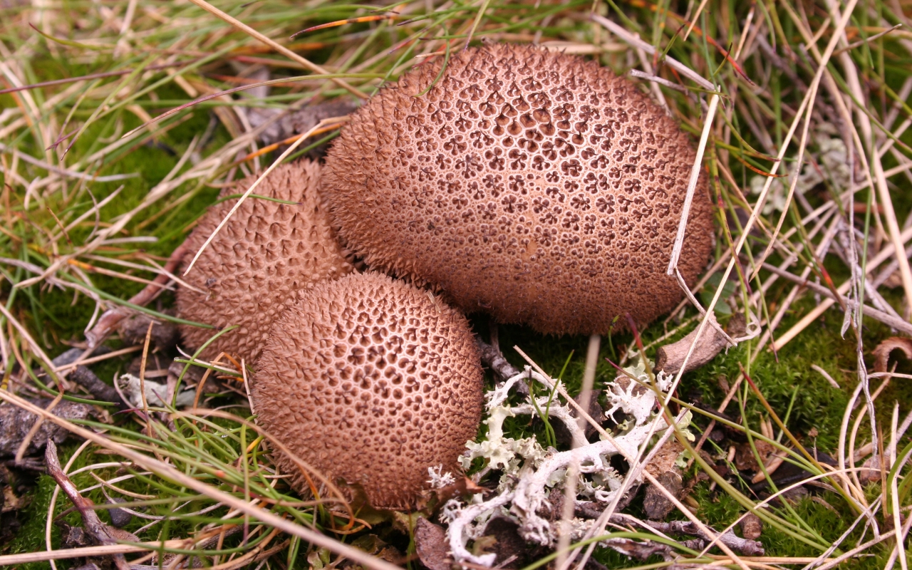 Umber brown puffball for 1280 x 800 widescreen resolution