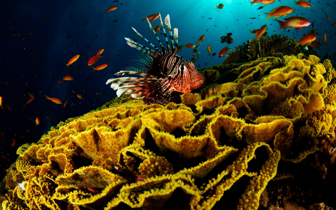 Underwater World Activity for 1280 x 800 widescreen resolution