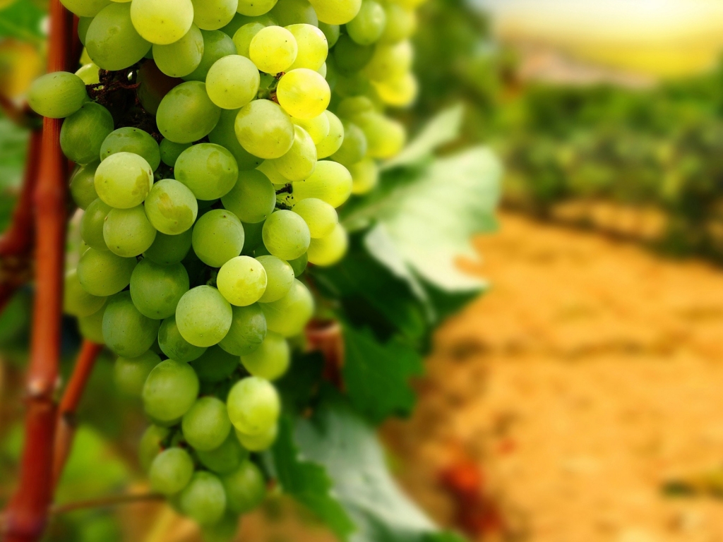 White Grapes for 1024 x 768 resolution