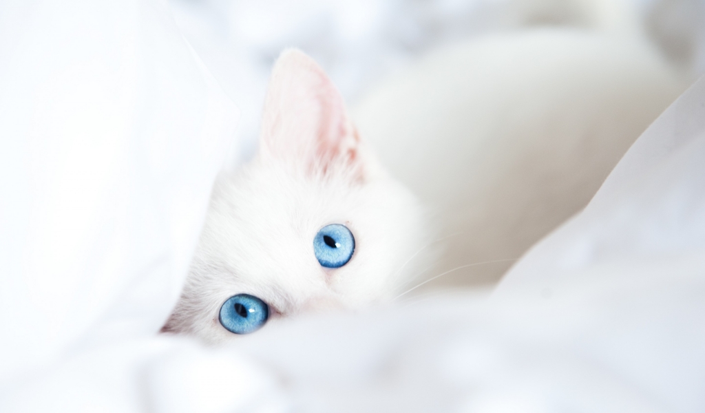 White Kitty with Blue Eyes for 1024 x 600 widescreen resolution