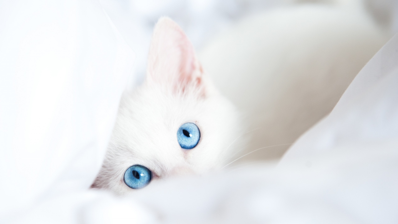 White Kitty with Blue Eyes for 1280 x 720 HDTV 720p resolution