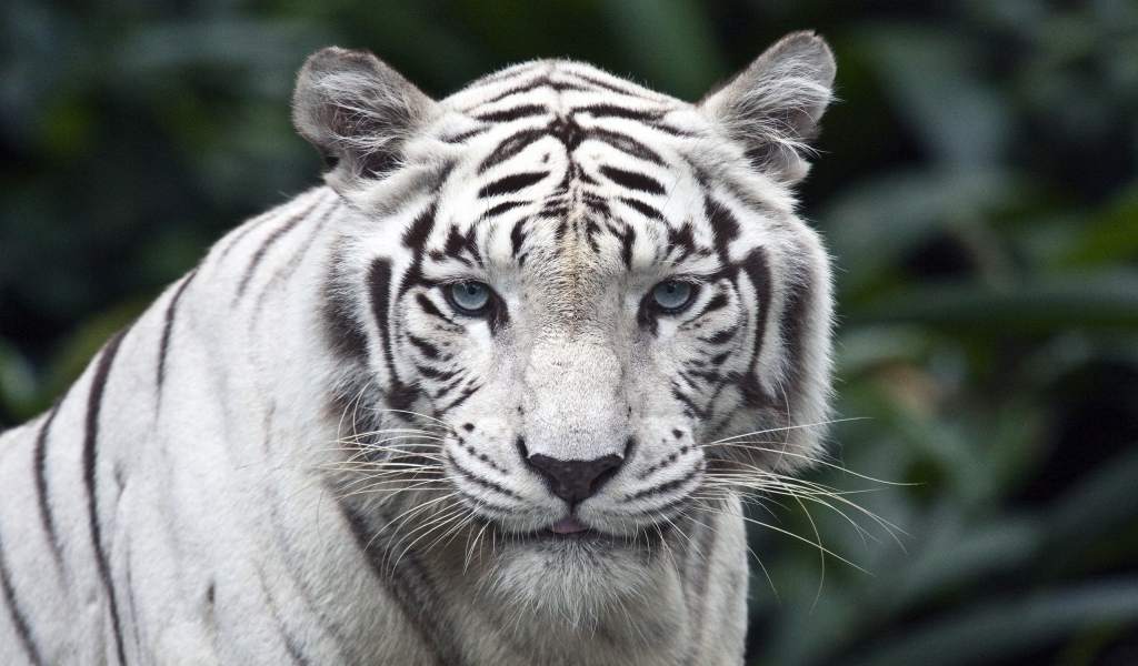 wallpaper white tiger. White tiger 1024x600 Wallpaper