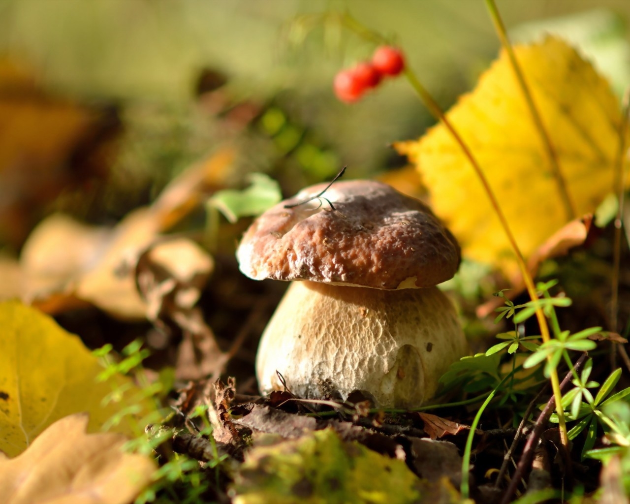 Wilde Mushroom for 1280 x 1024 resolution