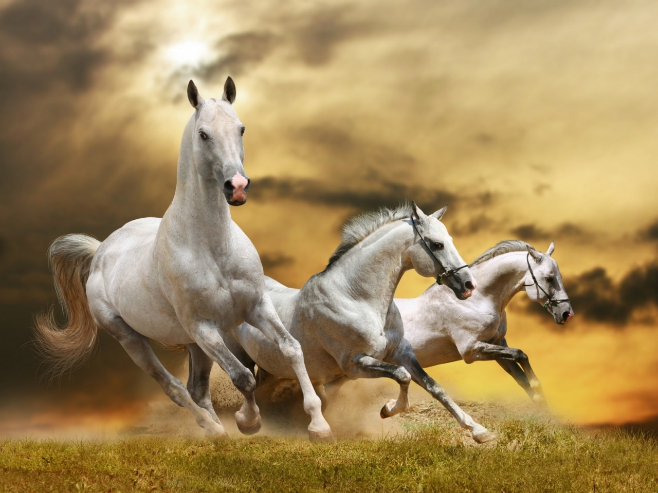 Wilde White Horses for 1280 x 960 resolution