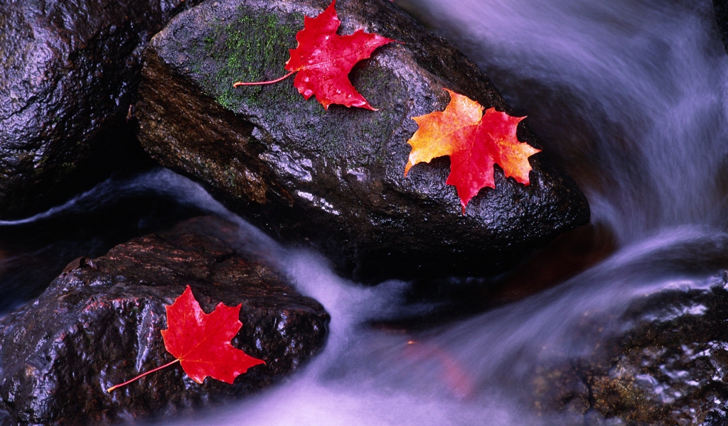 Wilting leaves on rocks for 1024 x 600 widescreen resolution