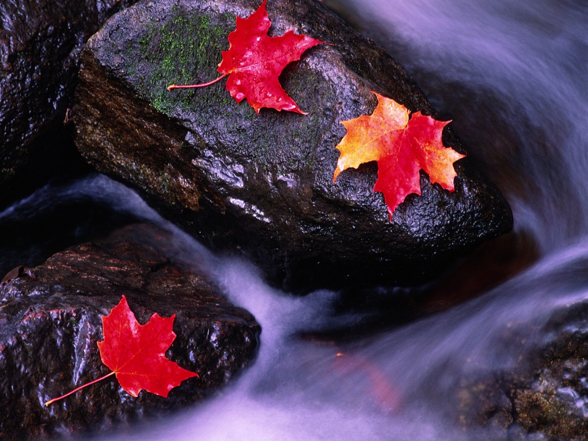 Wilting leaves on rocks for 1152 x 864 resolution
