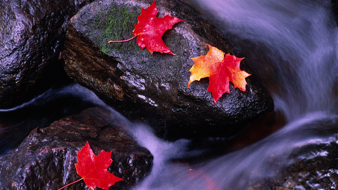 Wilting leaves on rocks for 1366 x 768 HDTV resolution