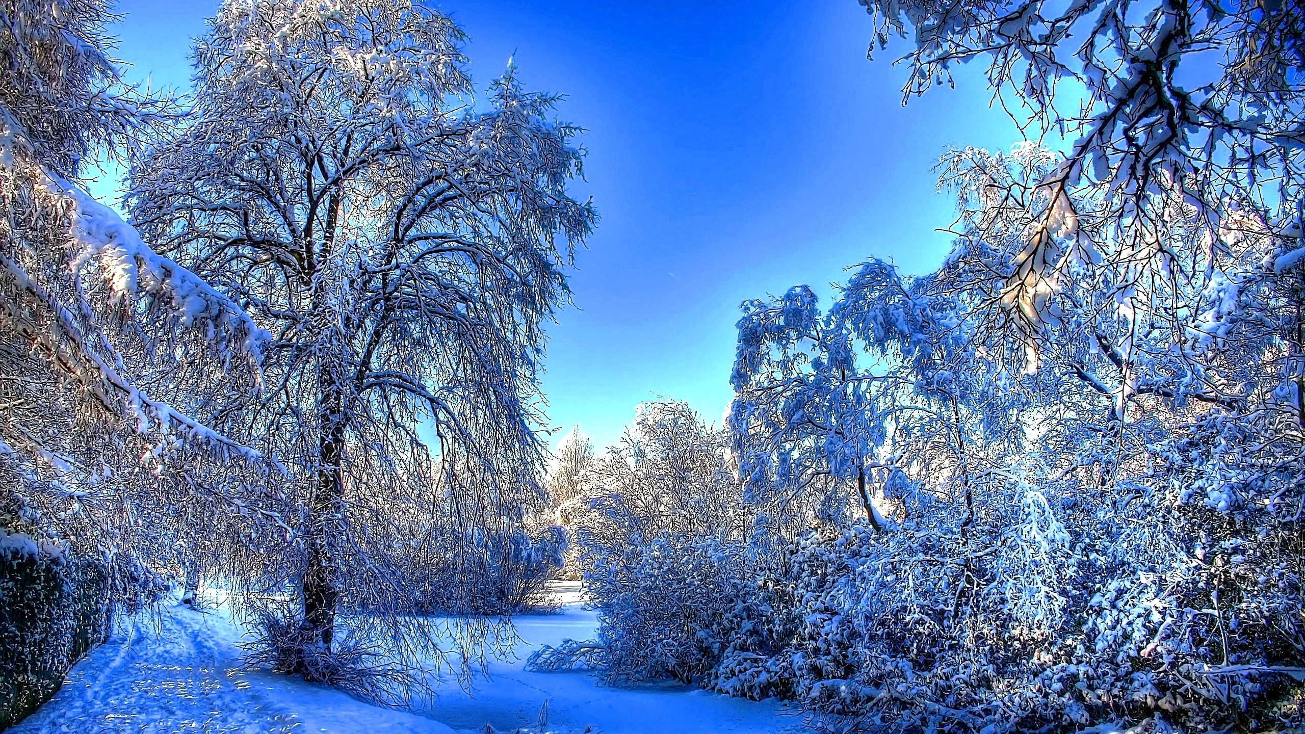Winter Snow Landscape for 2560x1440 HDTV resolution