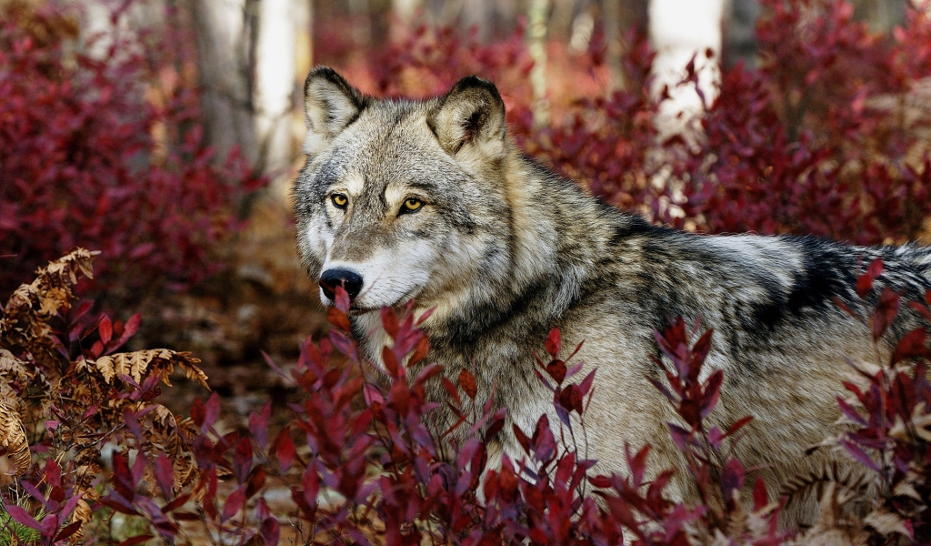 Wolf in the Forest for 1024 x 600 widescreen resolution