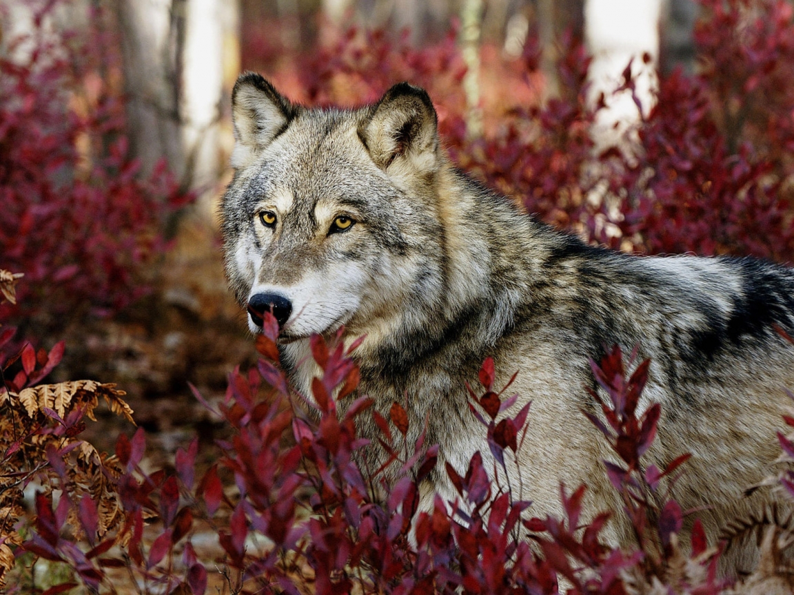 Wolf in the Forest for 1152 x 864 resolution