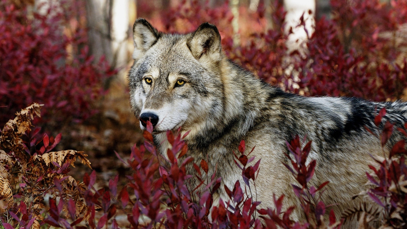 Wolf in the Forest for 1366 x 768 HDTV resolution
