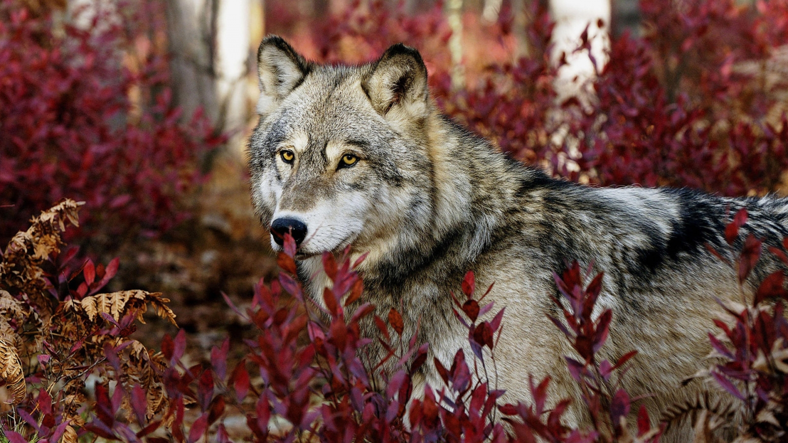 Wolf in the Forest for 1600 x 900 HDTV resolution