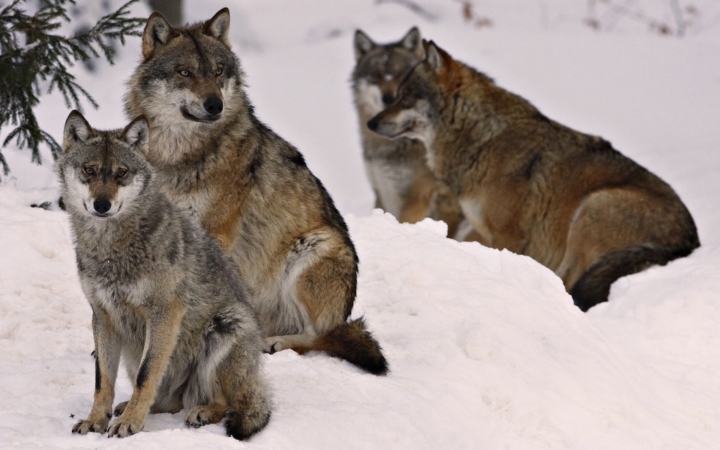 Wolf Pack for 1440 x 900 widescreen resolution