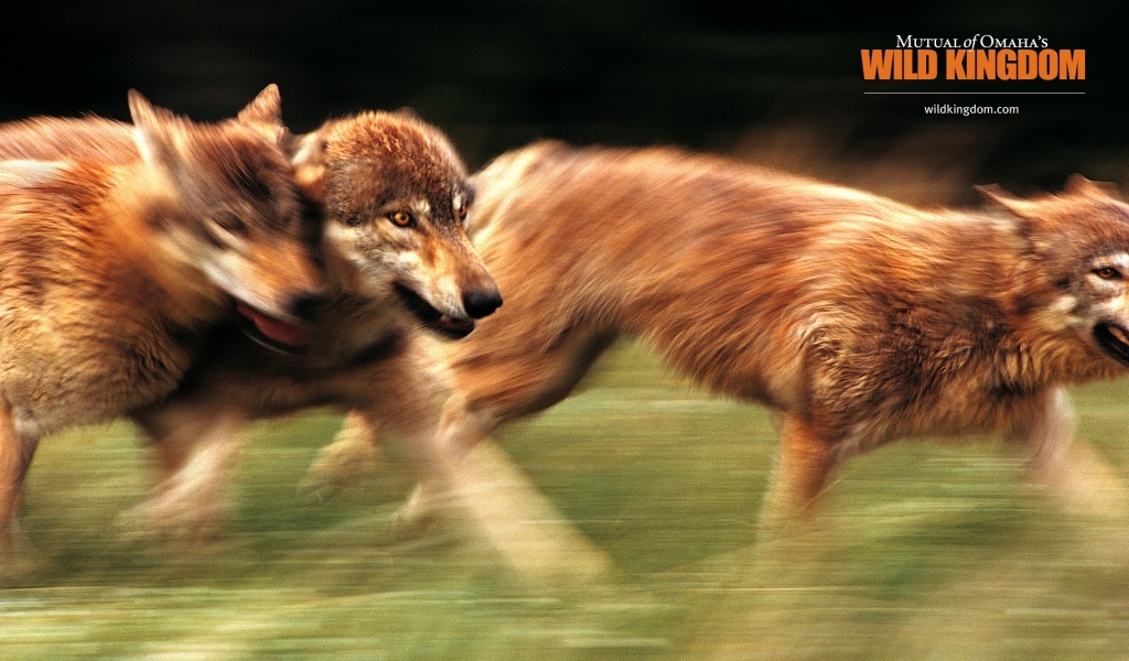 Wolves for 1024 x 600 widescreen resolution
