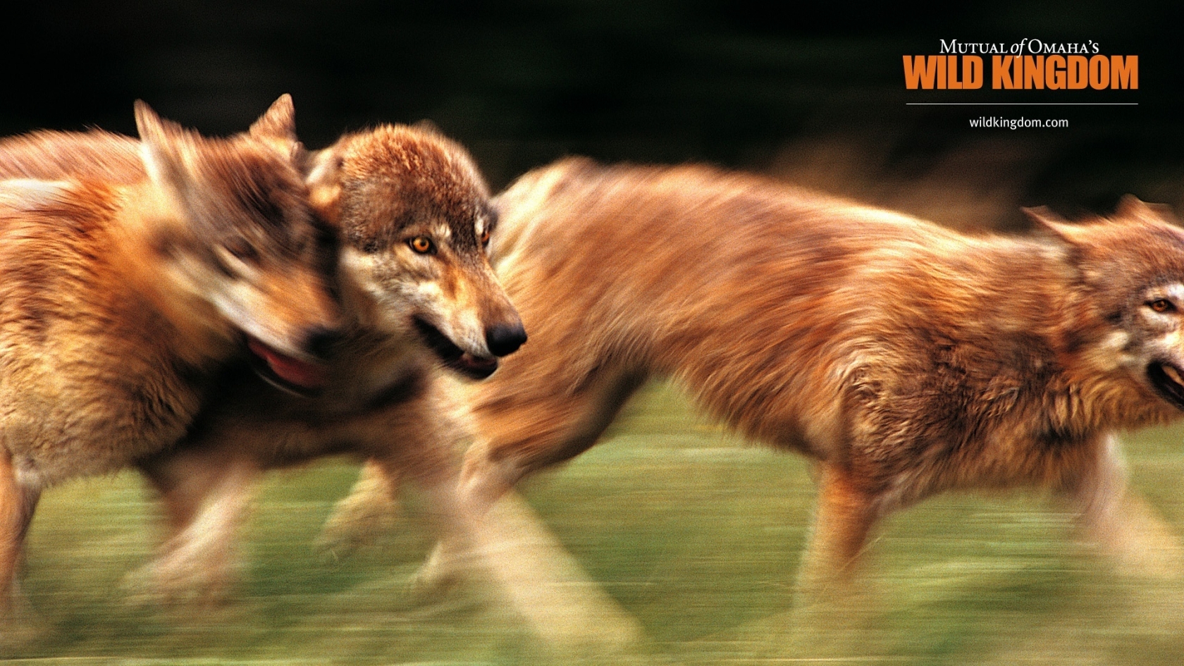 Wolves for 1680 x 945 HDTV resolution