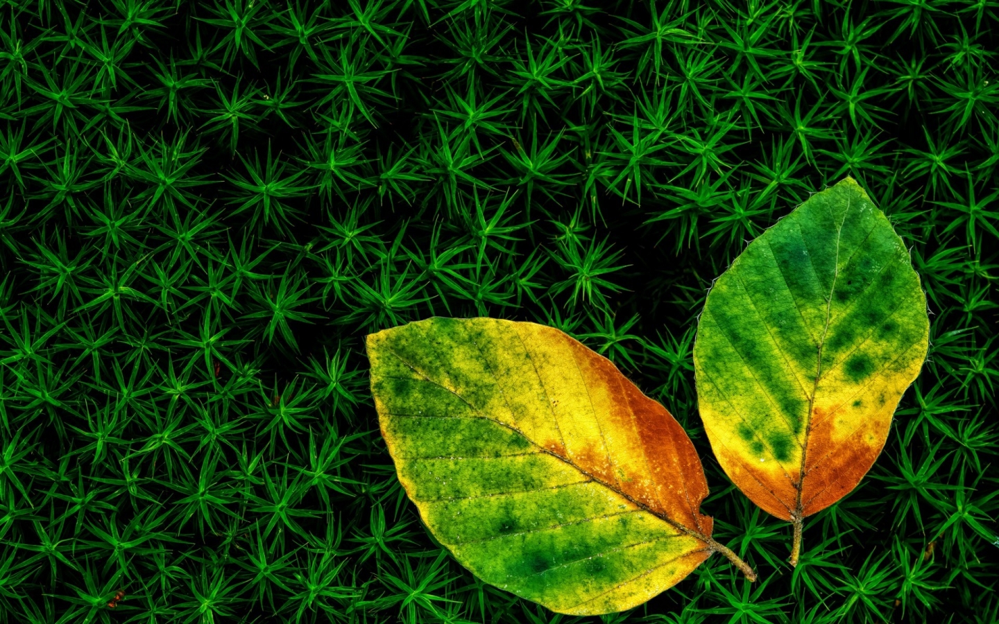 Wonderful Leaves for 1440 x 900 widescreen resolution