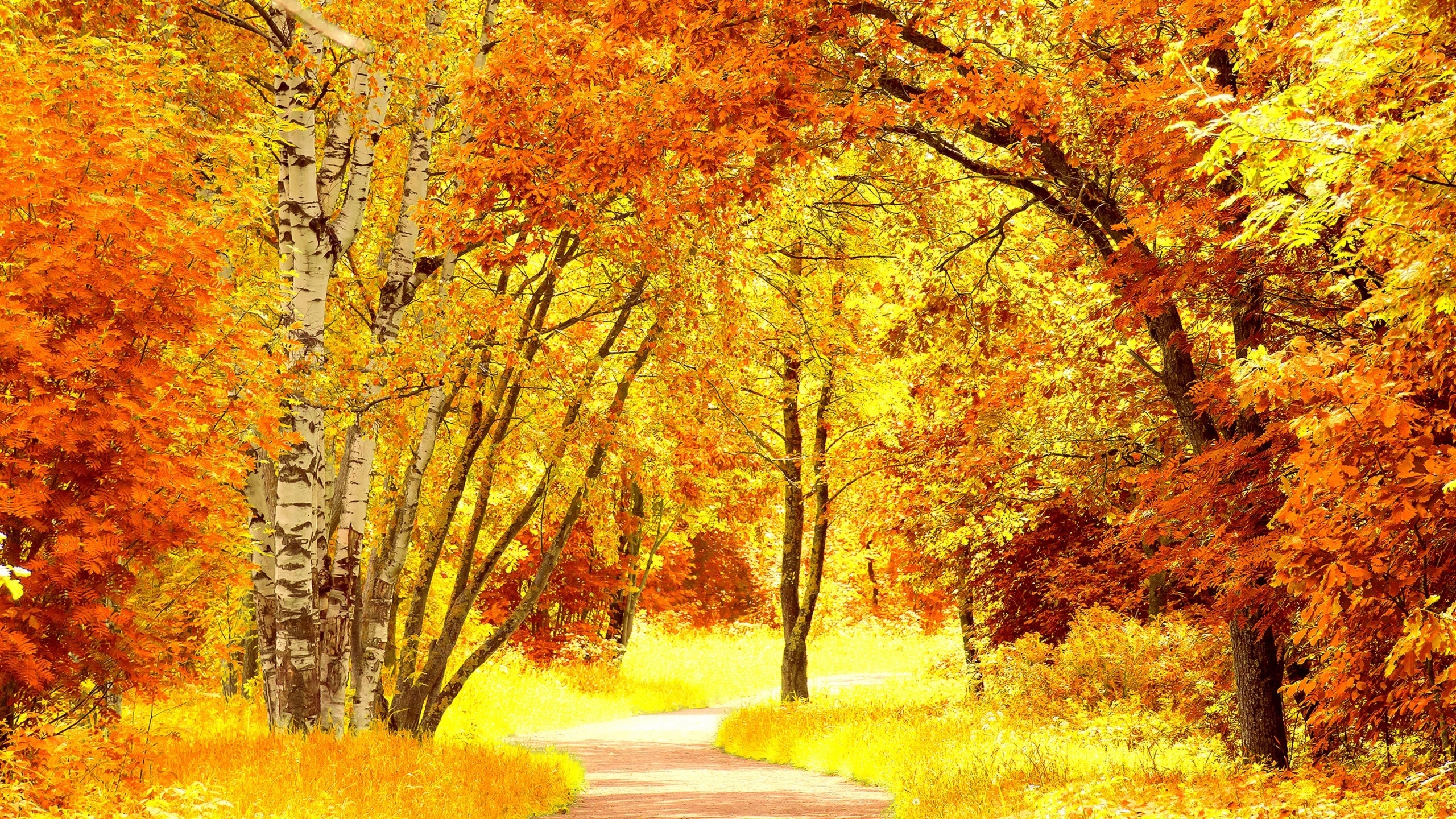 Yellow Autumn Landscape for 2560x1440 HDTV resolution