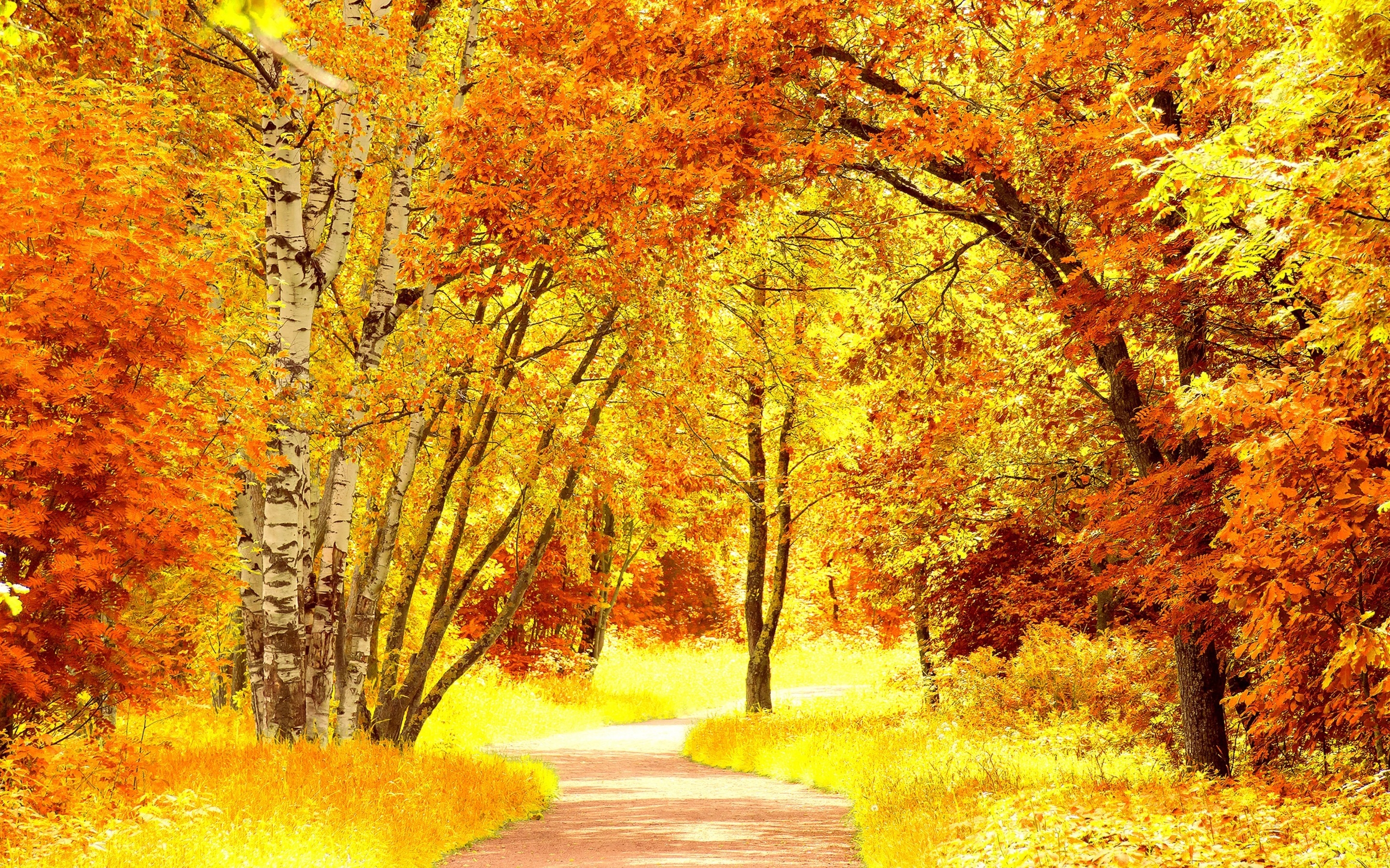 Yellow Autumn Landscape for 2880 x 1800 Retina Display resolution
