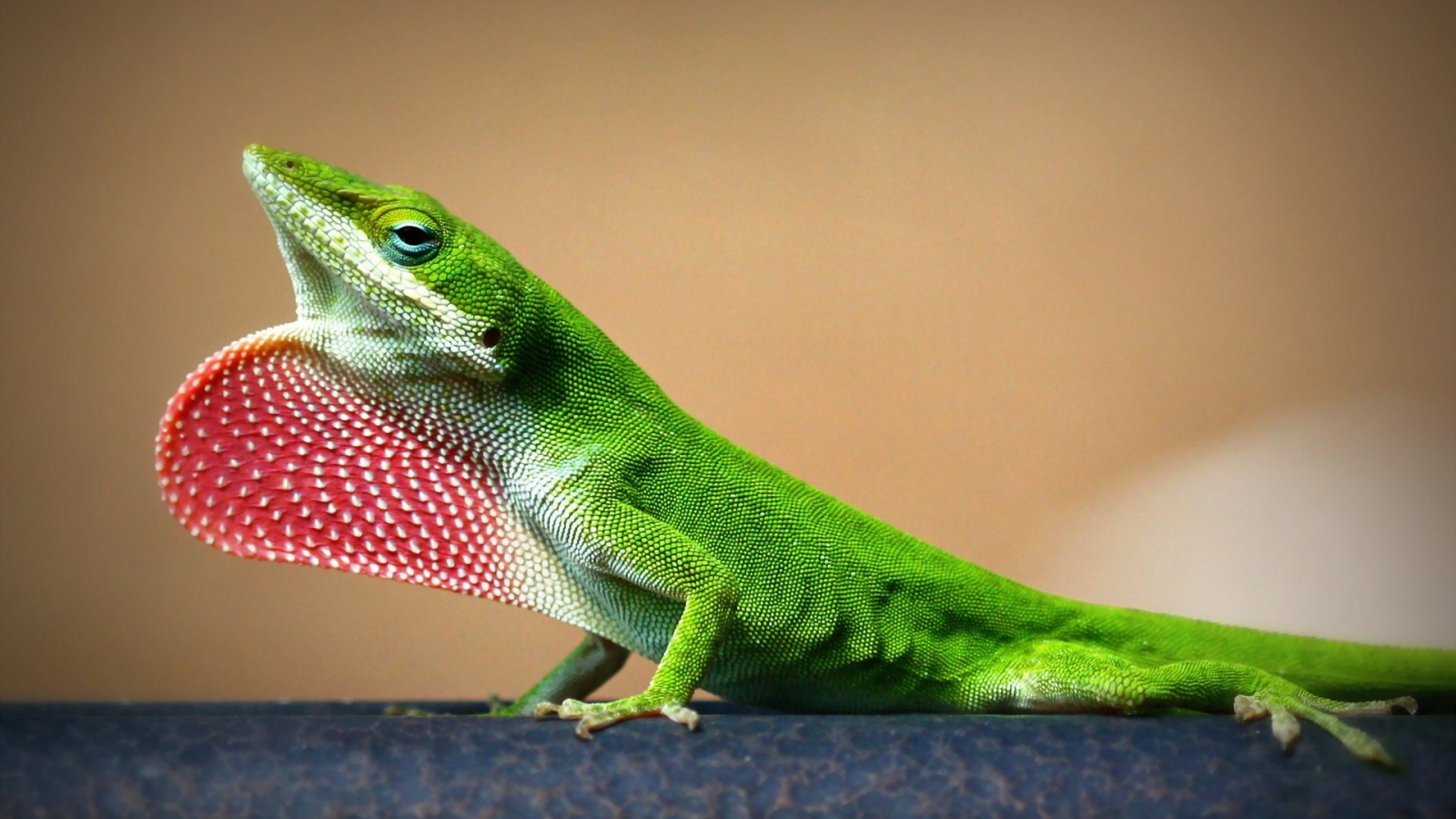 Young Lizard for 1600 x 900 HDTV resolution