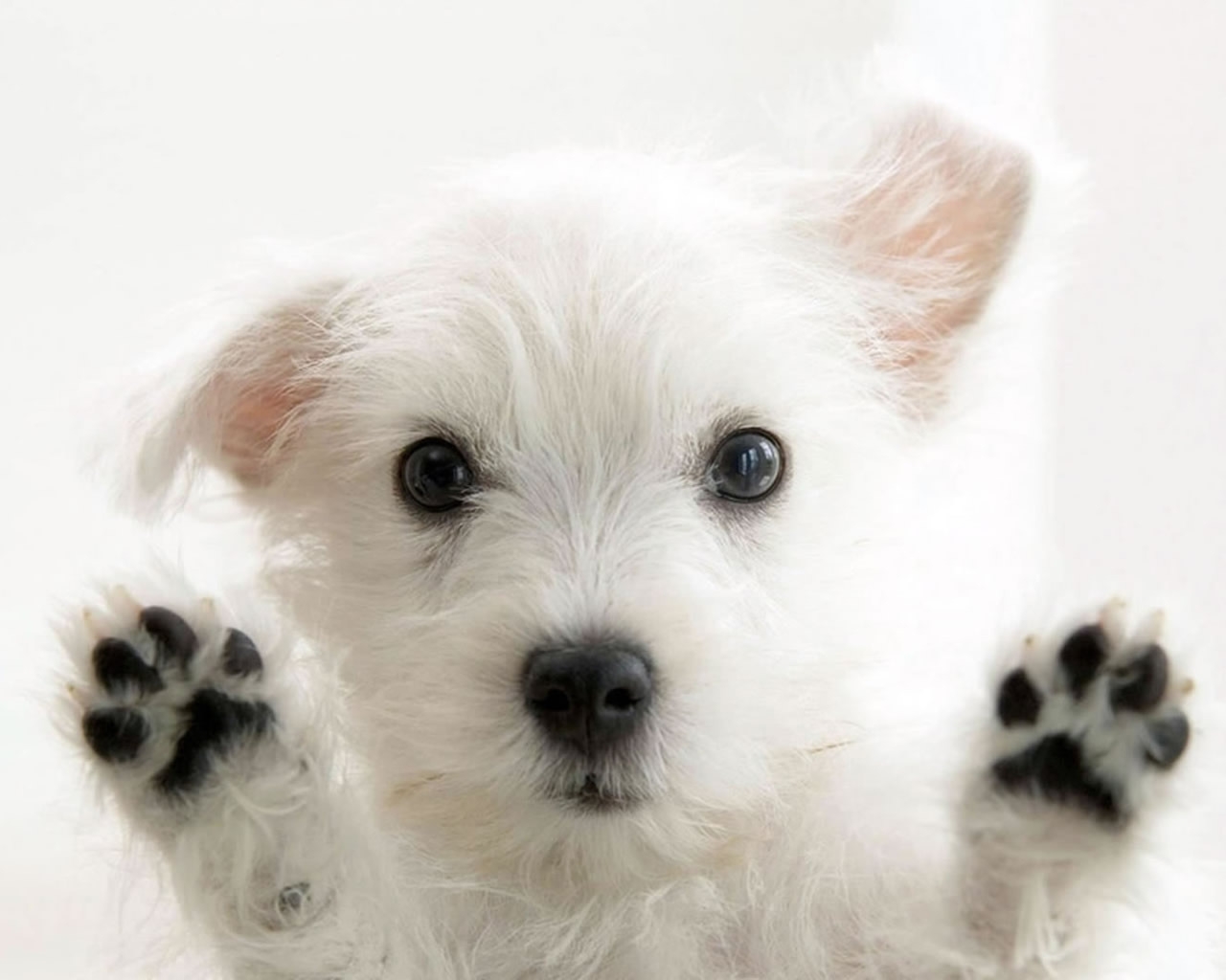 Very cute Dog for 1280 x 1024 resolution
