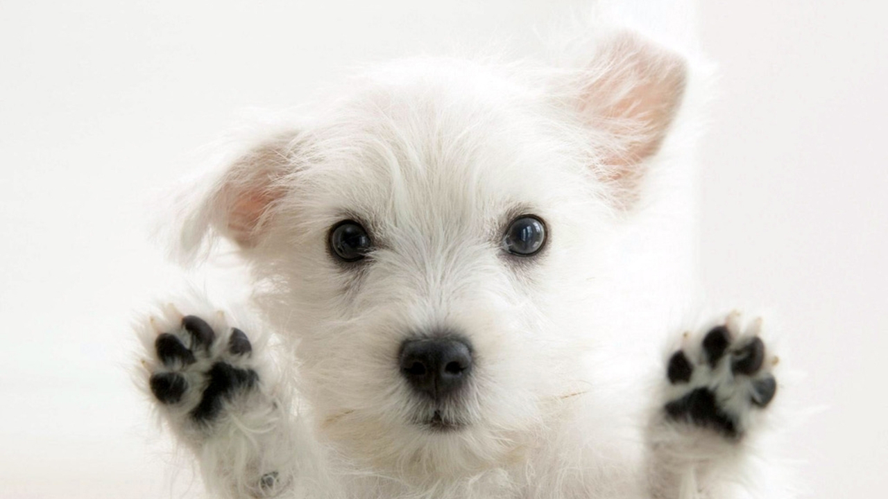 Very cute Dog for 1280 x 720 HDTV 720p resolution