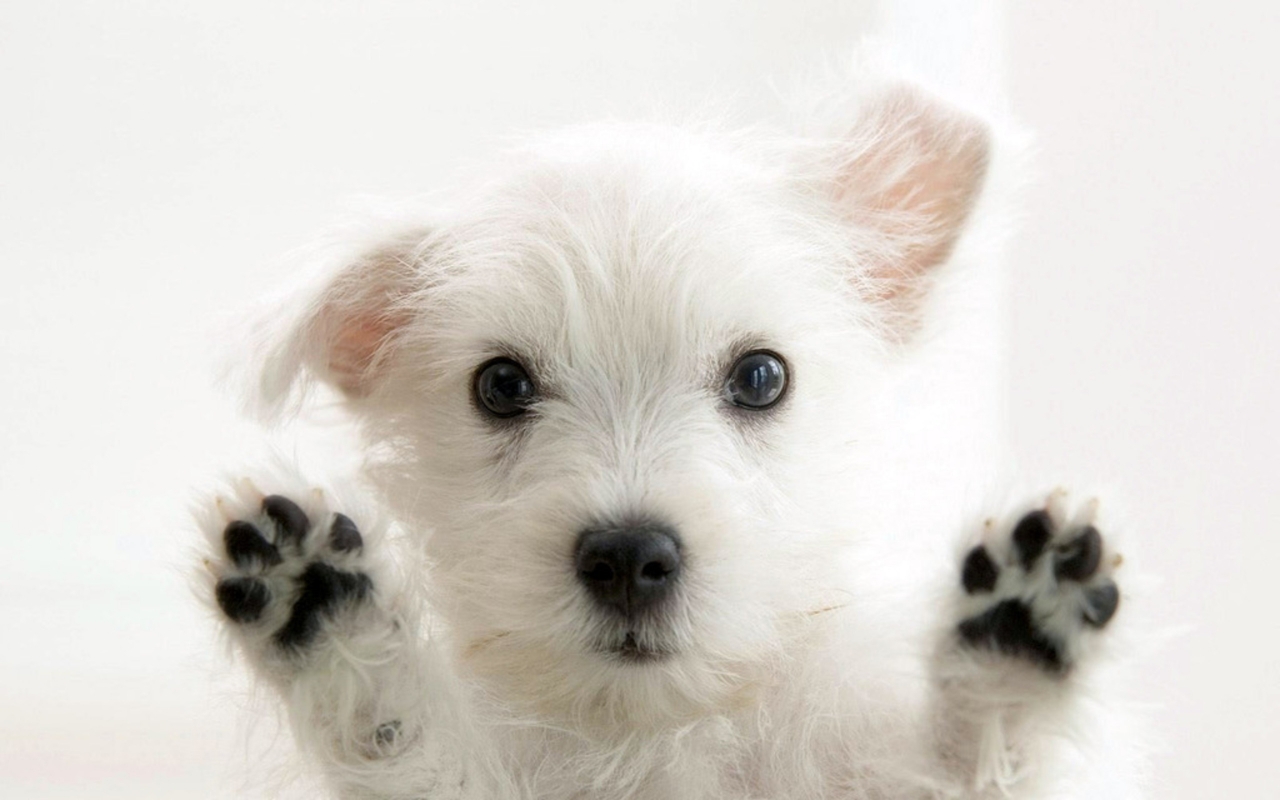 Very cute Dog for 1280 x 800 widescreen resolution